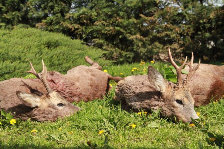 őzbak vadászat, Cigánd